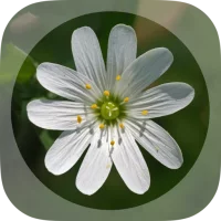 Mobile Flora - Wild Flowers